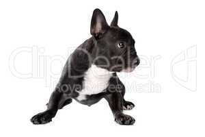 Black and white French Bulldog