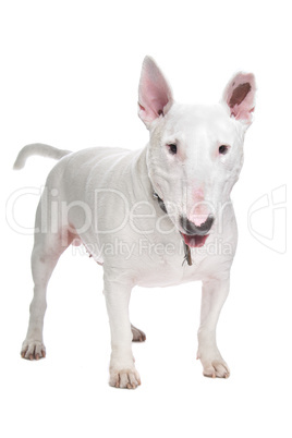 White Bull terrier