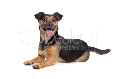 black and tan Jack Russel Terrier