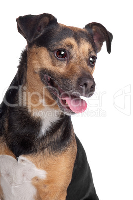 black and tan Jack Russel Terrier