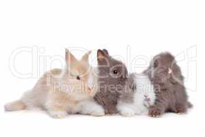 four young rabbits in a row