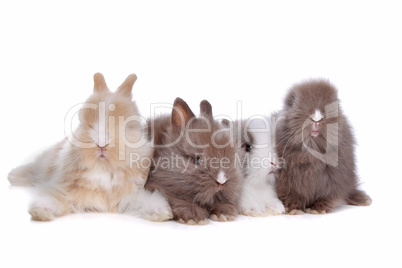 four young rabbits in a row