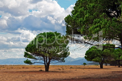 Maritime Pine on a Sardinian beach