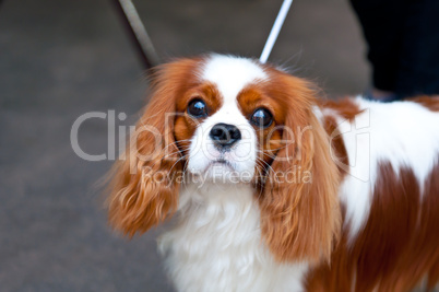 King Charles Spaniel