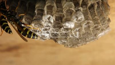Macro of wasp (Hymenoptera)
