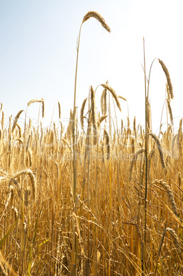 Field of Barley