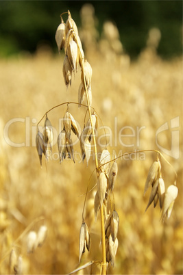 Oat