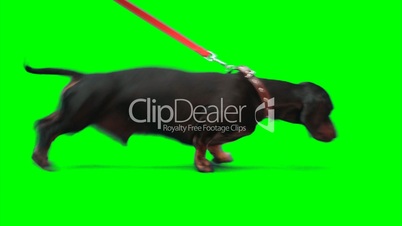 Badger-dog pulls dog's leash