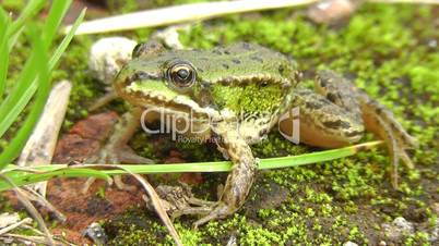 Pond frog - Teichfrosch - Pelophylax esculentus