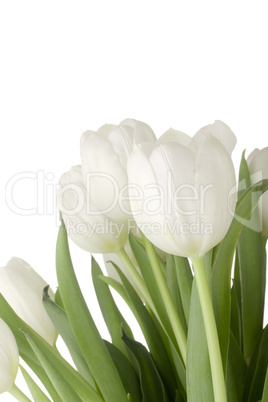 White Tulips