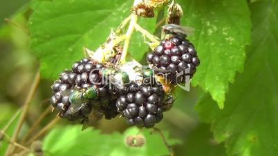 Goldfliegen - Gold Fly - Brombeeren - Blackberries