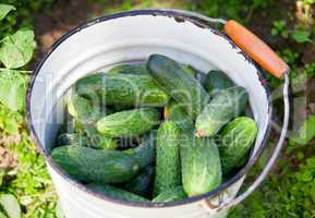 cucumbers