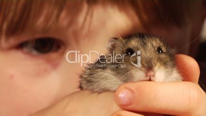 little hamster