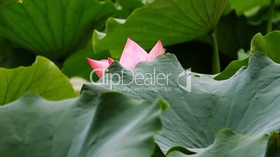 waterlily 10
