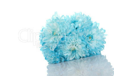 Blue chrysanthemums