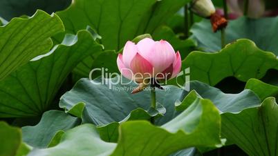 waterlily 11