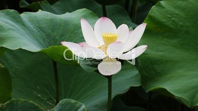 waterlily 13