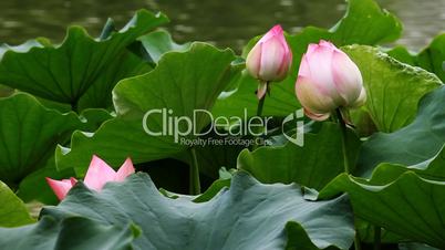 waterlily 12