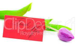 colorful tulips and a card signed thank you isolated on white
