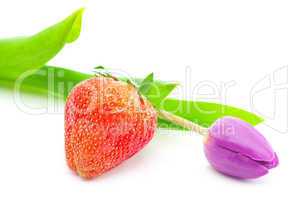 colorful tulips and strawberry isolated on white