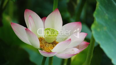 waterlily 15