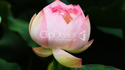 waterlily 16