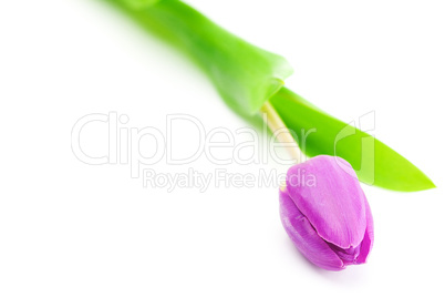 colorful tulips isolated on white