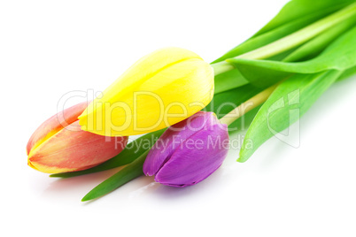 colorful tulips isolated on white