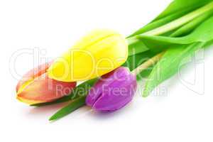 colorful tulips isolated on white