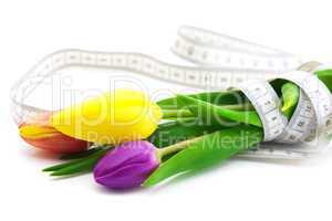 colorful tulips and measure tape isolated on white