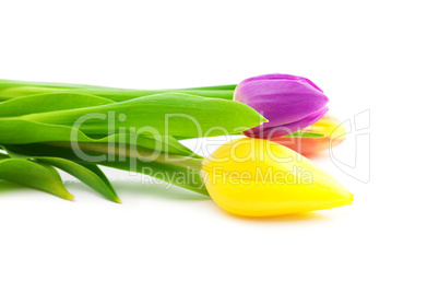 colorful tulips isolated on white