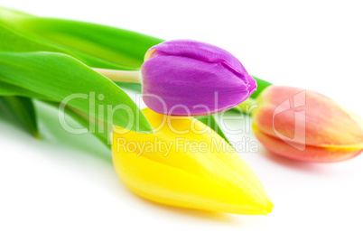 colorful tulips isolated on white