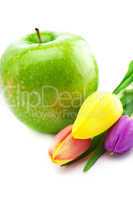 colorful tulips and apple isolated on white