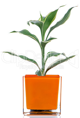 Houseplant