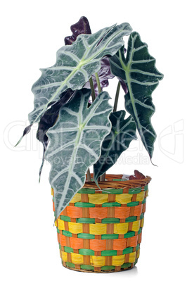 Houseplant