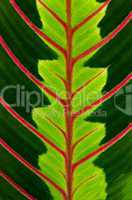 Green leaf with red veins