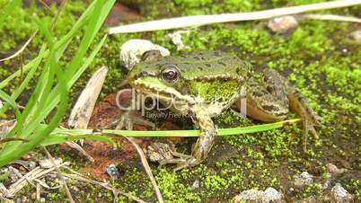 Frog Pond - Teichfrosch