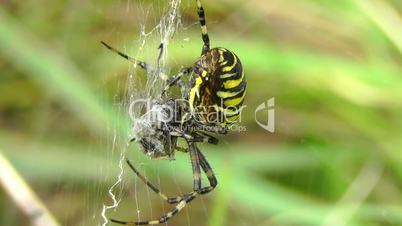 Wespenspinne - Wasp Spider