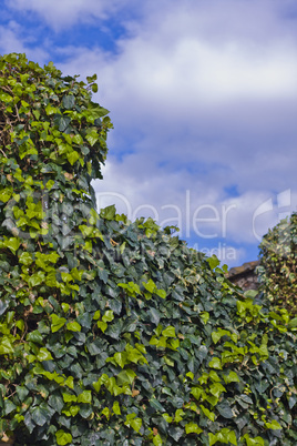 ivy leaves and blue sky with clouds