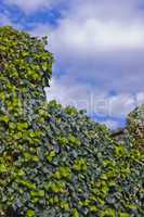 ivy leaves and blue sky with clouds