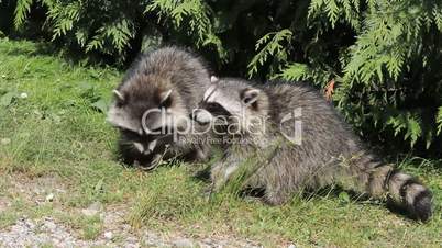 Raccoons Fighting Over Food