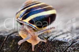 Schnecke