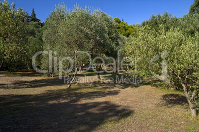 Olive Grove