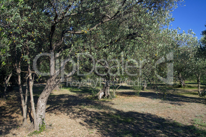 Olive Grove