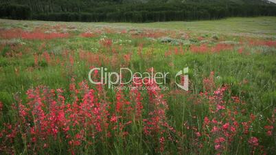 (1267) Wilderness Summer Wildflowers Aspen Colorado Meadow