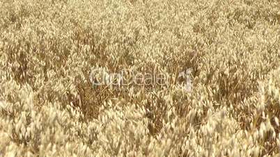 Golden windy barley