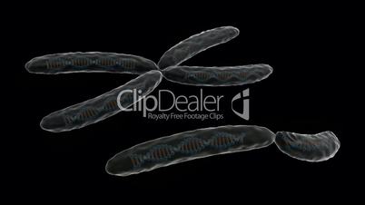 Rotation of 3D XY chromosome.medical,micro,science,dna,microbe,helix,disease,genes,molecules,rna,