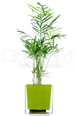 Houseplant