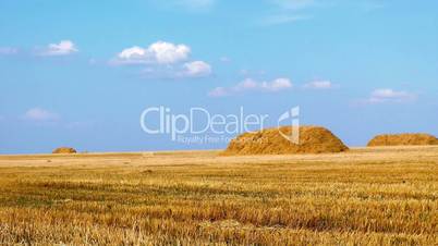 Golden windy wheat field