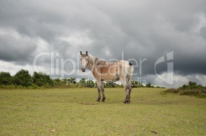 New-Forest-Pony in New Forest, England